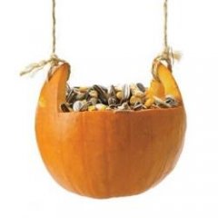 birdfeederpumpkin birdfeederpumpkin