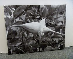 Photo To Canvas - Black and White