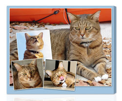 Photo Collage on Canvas for Cat Lovers