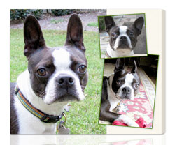 Photo Collage on Canvas for Dog Lovers