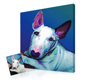 Exclusive pet portraits in bright colors and surreal backgrounds